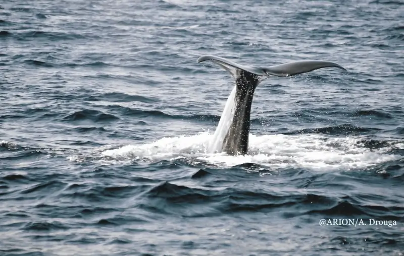 SpermWhale